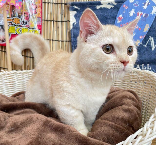 マンチカン