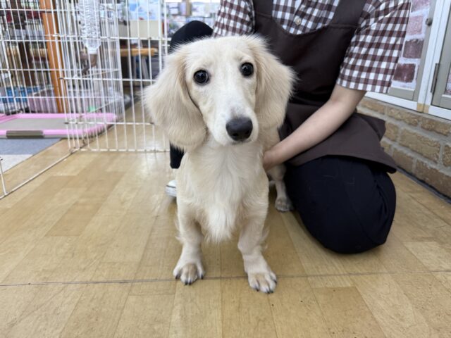 ミニチュアダックス