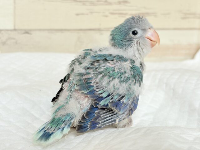 オキナインコ