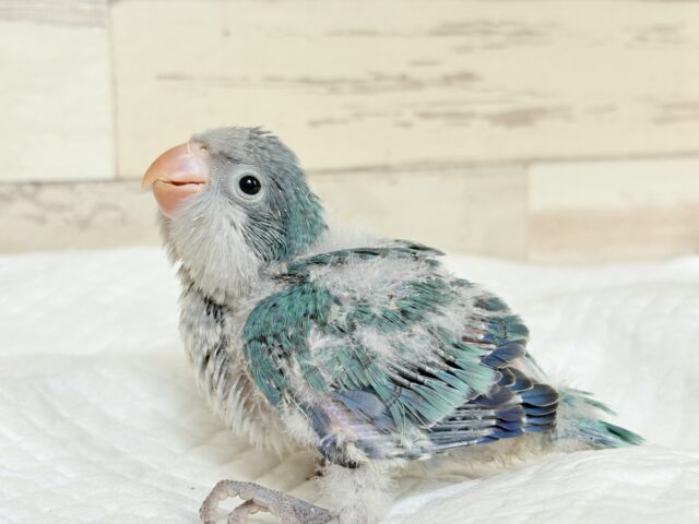オキナインコ