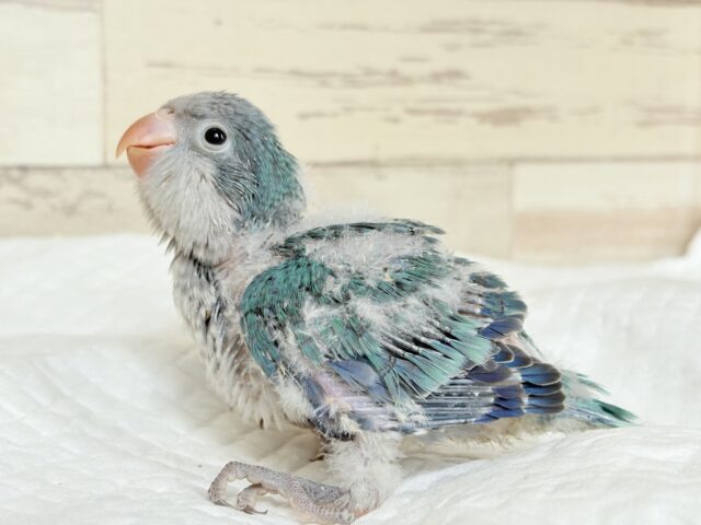 オキナインコ
