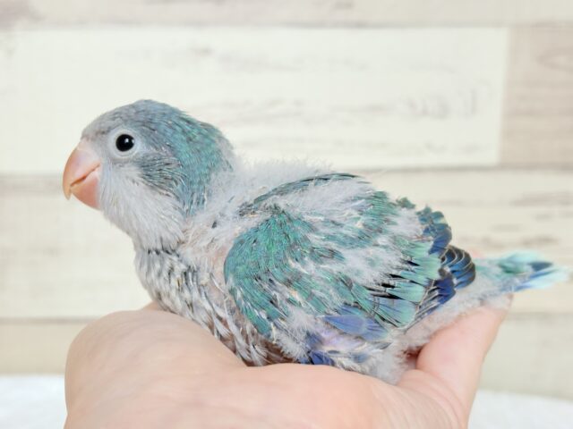 オキナインコ