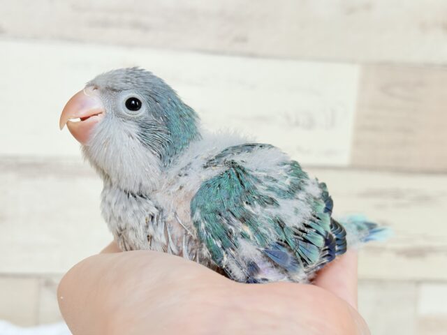 オキナインコ