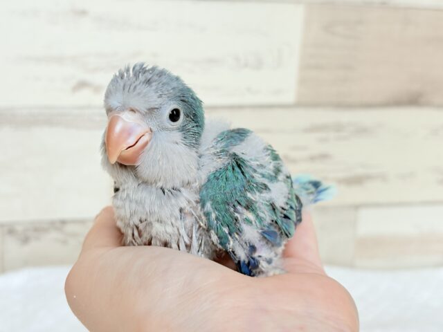 オキナインコ