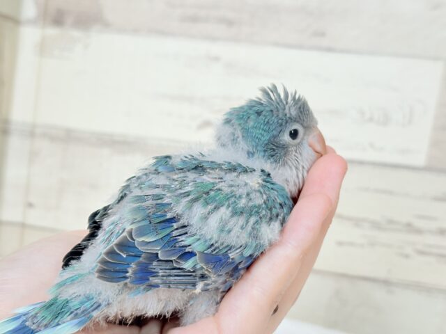 オキナインコ