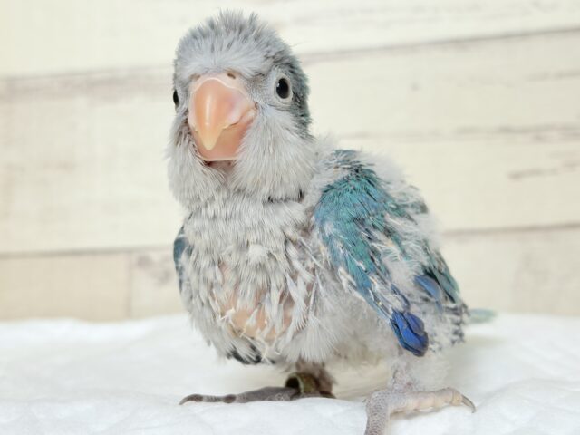 オキナインコ