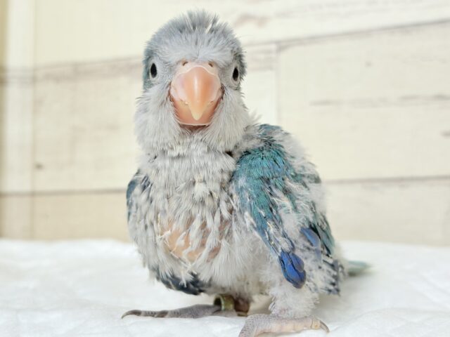 オキナインコ