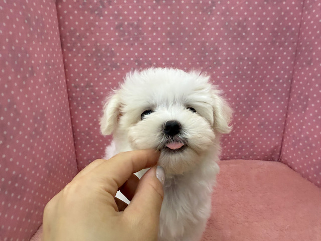 マルチーズ