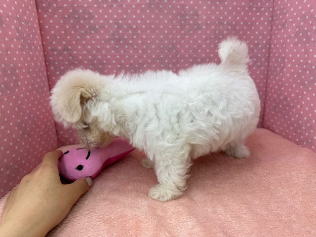 マルチーズ