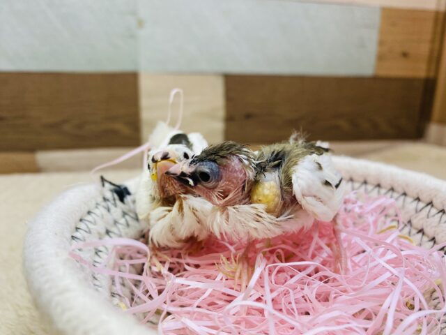 十姉妹（ジュウシマツ）