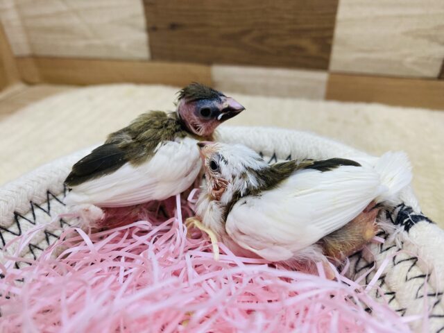 十姉妹（ジュウシマツ）