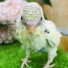 レーズンバタークリーム💛クリームハルクイン入舎しました♪