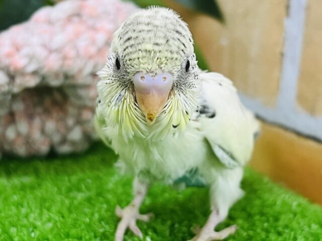 レーズンバタークリーム💛クリームハルクイン入舎しました♪