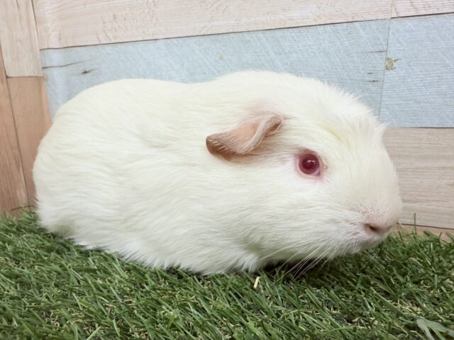 モルモット
