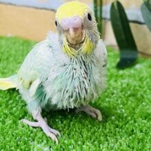 食いしん坊のムチムチ💚エメラルド系パステルレインボーパイド
