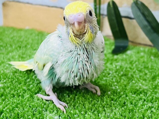 食いしん坊のムチムチ💚エメラルド系パステルレインボーパイド