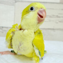 めちゃかわ♡愛嬌たっぷり♡オキナインコ(パリドオパーリン) ヒナ