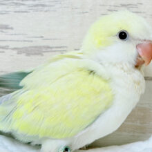 レアカラー🫧もふっとフォルムが可愛すぎ💝オキナインコ(アクアブルーパリドイノオパーリン) ヒナ