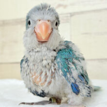 可愛いが詰まったわたわたっ子🐣☁️オキナインコ(アクアブルー) ヒナ