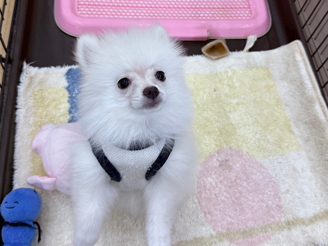 ポメラニアン