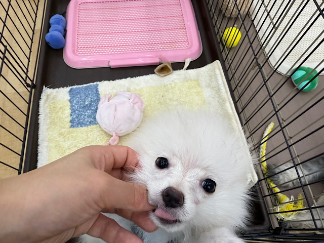 ポメラニアン