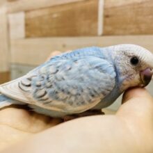 キュルキュルおめめに見つめられちゃう*`~🩵~ちょっぴり恥ずかしがり屋？セキセイインコのスパングル🪽