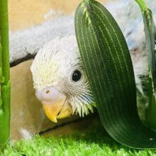 恥ずかしがり屋🩵ブルー系ちっちゃなパステルレインボー