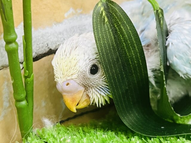 恥ずかしがり屋🩵ブルー系ちっちゃなパステルレインボー