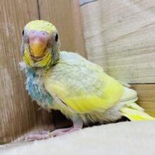 ｷﾗｯｷﾗ〜ふわふわ💭🍭わたあめちゃんと遊ぼ💕✨🎵セキセイインコ(パステルレインボースパングルパイド)