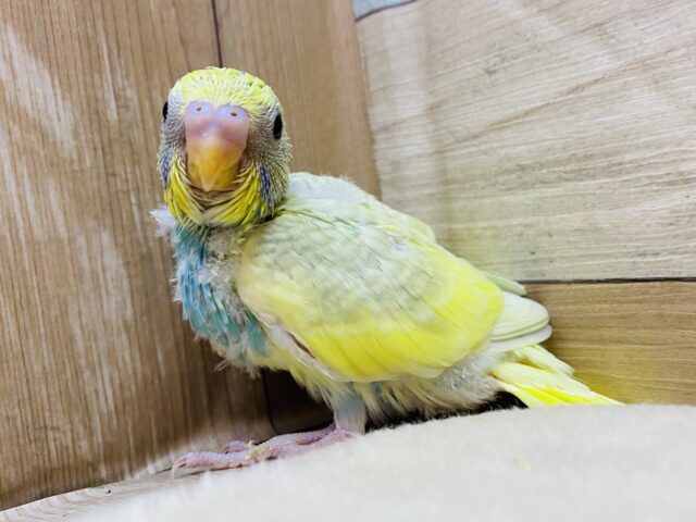 ｷﾗｯｷﾗ〜ふわふわ💭🍭わたあめちゃんと遊ぼ💕✨🎵セキセイインコ(パステルレインボースパングルパイド)