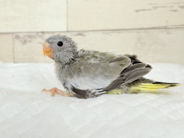 キキョウインコ（桔梗インコ）
