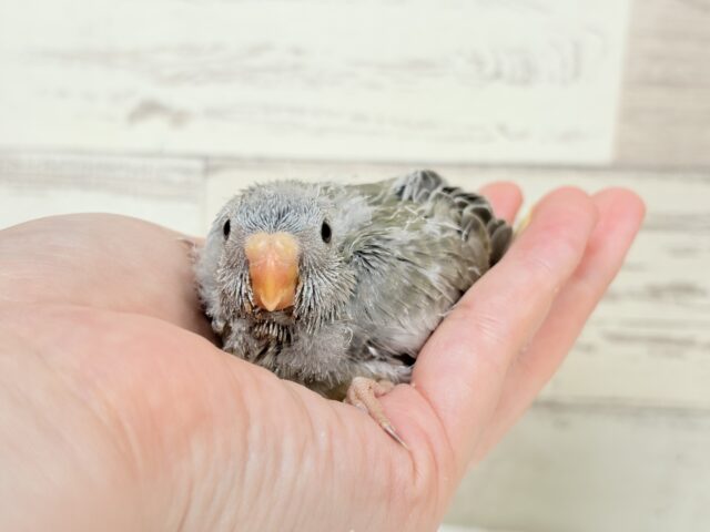 キキョウインコ（桔梗インコ）