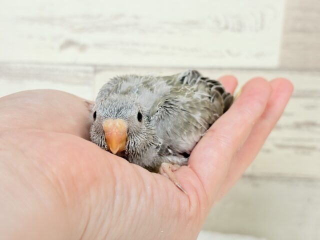 キキョウインコ（桔梗インコ）