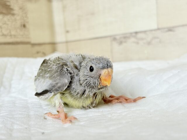 キキョウインコ（桔梗インコ）