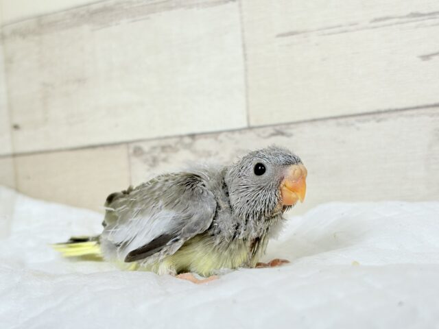 キキョウインコ（桔梗インコ）