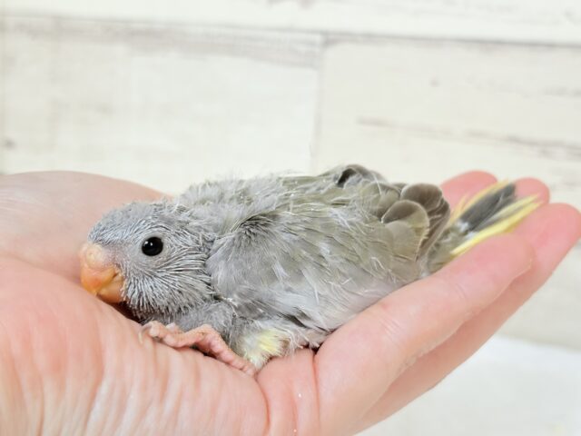 キキョウインコ（桔梗インコ）