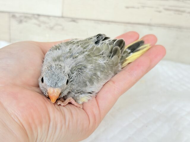 キキョウインコ（桔梗インコ）