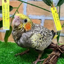 たっくさん散りばめておきました✨オカメインコ（パール）