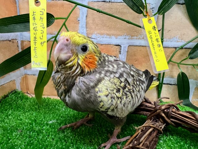 たっくさん散りばめておきました✨オカメインコ（パール）