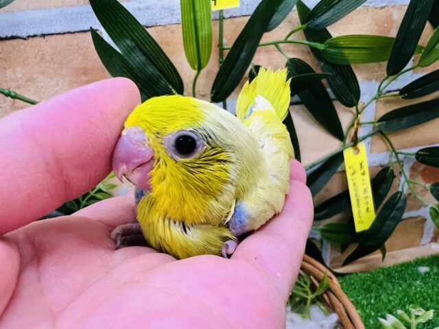 マメルリハ