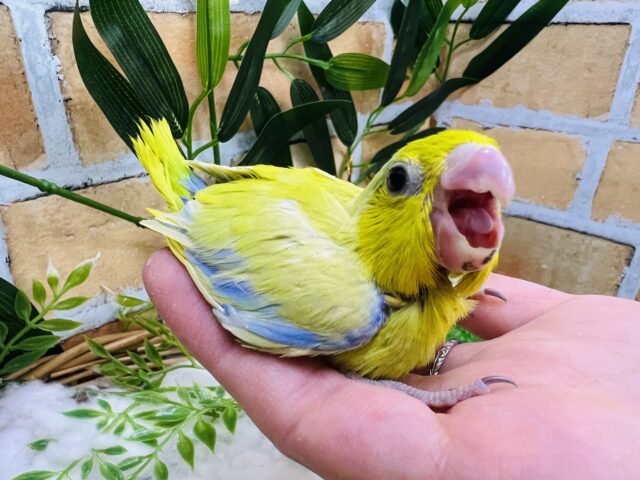 マメルリハ