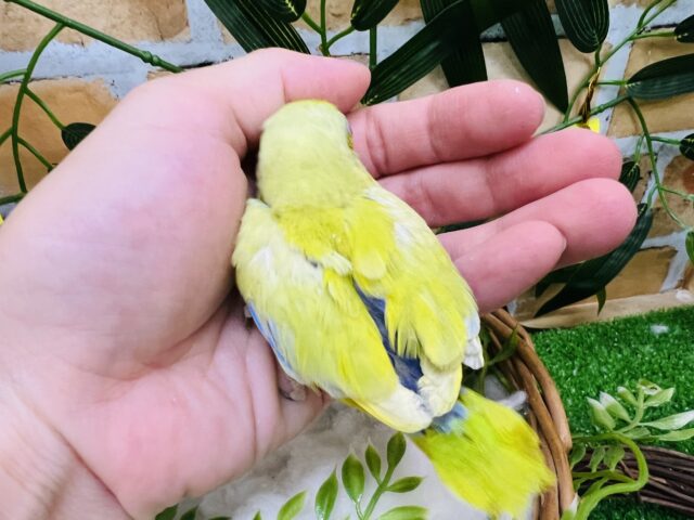 マメルリハ