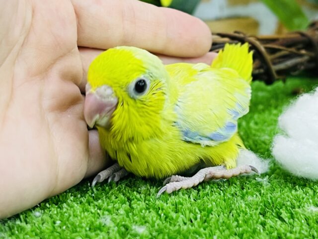 マメルリハ