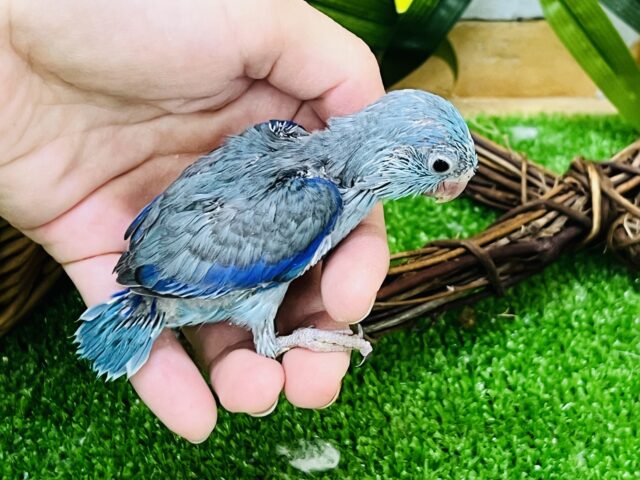 マメルリハ