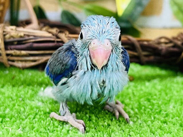 マメルリハ