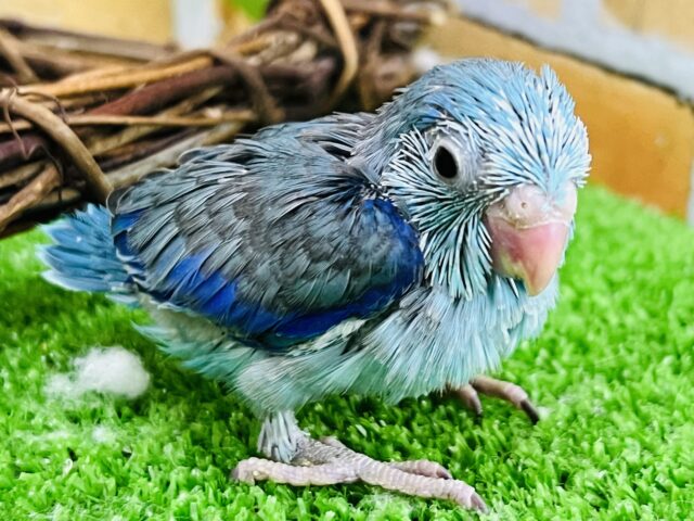 マメルリハ