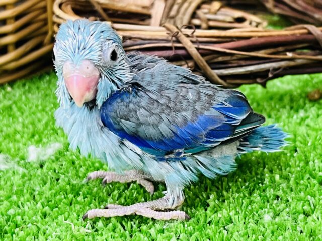 マメルリハ