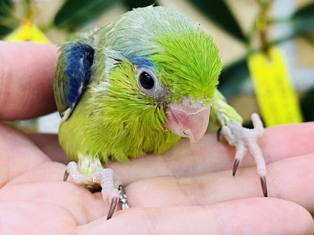 マメルリハ
