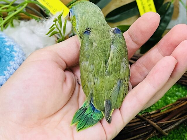 マメルリハ