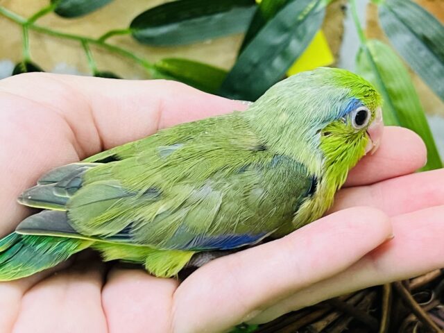 マメルリハ